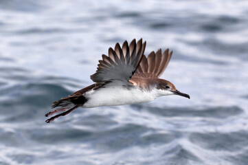 Yelkouanpijlstormvogel, Yelkouan Shearwater, Puffinus yelkouan