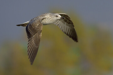 Yellow-legged Gull; Geelpootmeeuw; Larus michahellis