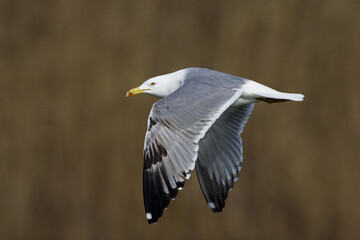 Yellow-legged Gull; Geelpootmeeuw; Larus michahellis