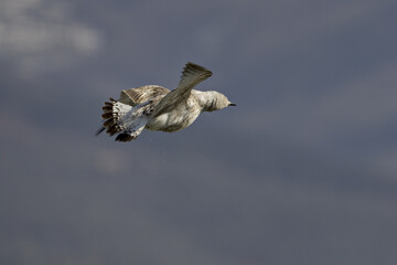 Yellow-legged Gull; Geelpootmeeuw; Larus michahellis