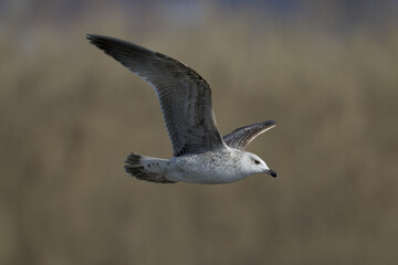 Yellow-legged Gull; Geelpootmeeuw; Larus michahellis