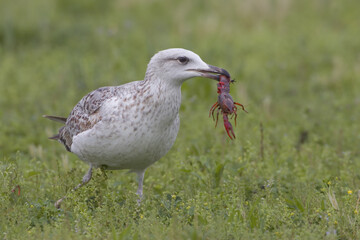 Yellow-legged Gull; Geelpootmeeuw; Larus michahellis