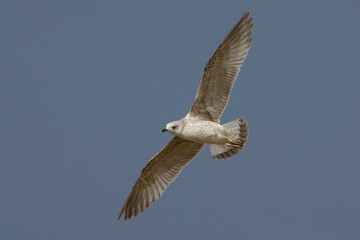 Yellow-legged Gull; Geelpootmeeuw; Larus michahellis