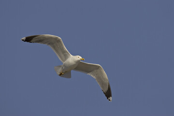 Yellow-legged Gull; Geelpootmeeuw; Larus michahellis