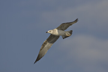 Yellow-legged Gull; Geelpootmeeuw; Larus michahellis
