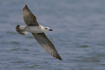 Yellow-legged Gull; Geelpootmeeuw; Larus michahellis