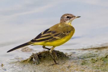Gele Kwikstaart, Yellow Wagtail, Motacilla flava