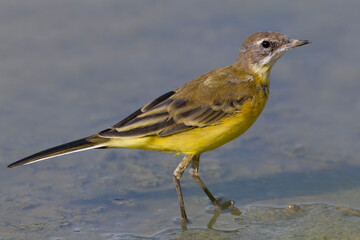 Gele Kwikstaart, Yellow Wagtail, Motacilla flava