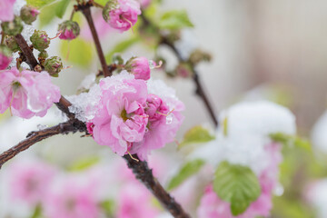 Growing plums covered with snow