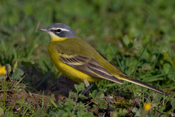 Gele kwikstaart, Yellow Wagtail, Motacilla flava