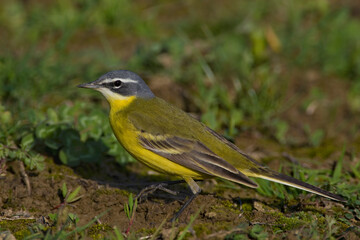 Gele kwikstaart, Yellow Wagtail, Motacilla flava