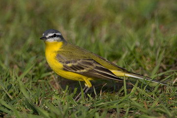 Gele Kwikstaart, Yellow Wagtail, Motacilla flava
