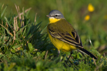 Gele Kwikstaart, Yellow Wagtail, Motacilla flava