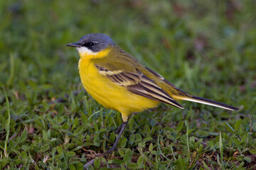 Gele Kwikstaart, Yellow Wagtail, Motacilla flava