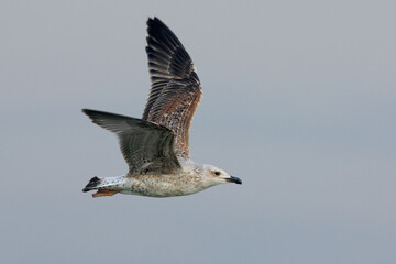 Geelpootmeeuw; Yellow-legged Gull; Larus michahellis