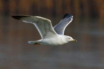 Geelpootmeeuw; Yellow-legged Gull; Larus michahellis