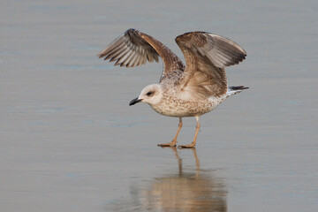 Geelpootmeeuw; Yellow-legged Gull; Larus michahellis