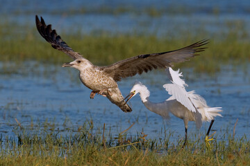 Geelpootmeeuw, Yellow-legged Gull, Larus michaellis