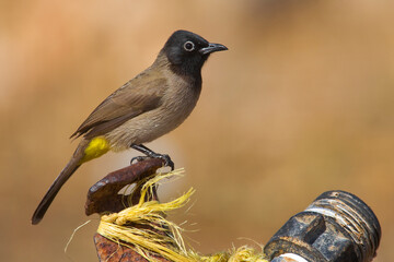 Grauwe Buulbuul, Yellow-vented Bulbul, Pycnonotus barbatus