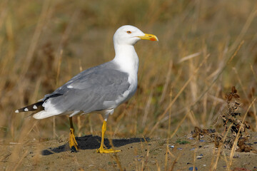 Geelpootmeeuw, Yellow-legged Gull, Larus michaellis