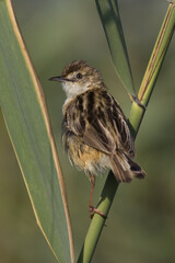 Zitting Cisticola, Graszanger, Cisticola juncidis