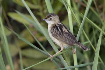 Zitting Cisticola, Graszanger, Cisticola juncidis