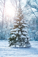 Beautiful natural christmas tree in a winter landscape with snow and light flare - 400747585