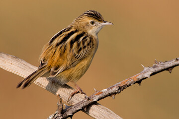 Graszanger, Zitting Cisticola, Cisticola juncidis