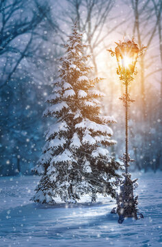 Christmas tree. Natural tree in a night winter landscape with snow and light flare