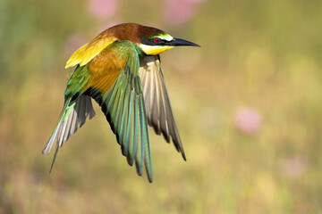 Europese Bijeneter; European Bee-eater; Merops apiaster