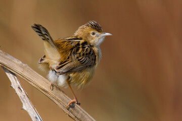 Graszanger, Zitting Cisticola, Cisticola juncidis