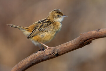 Graszanger, Zitting Cisticola, Cisticola juncidis