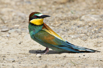 Europese Bijeneter; European Bee-eater; Merops apiaster