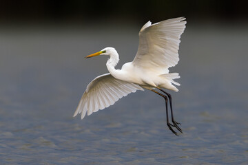 Grote Zilverreiger; Great White Egret; Ardea alba