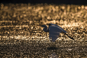 Grote Zilverreiger; Great White Egret; Ardea alba