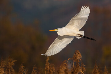 Grote Zilverreiger; Great White Egret; Ardea alba