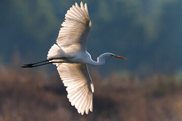 Grote Zilverreiger; Great White Egret; Ardea alba