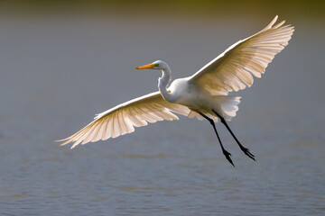Grote Zilverreiger; Great White Egret; Ardea alba