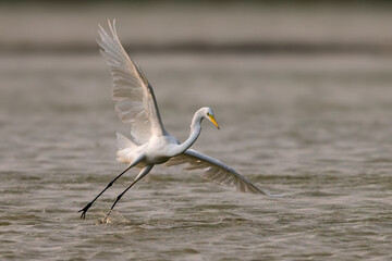Grote Zilverreiger; Great White Egret; Ardea alba