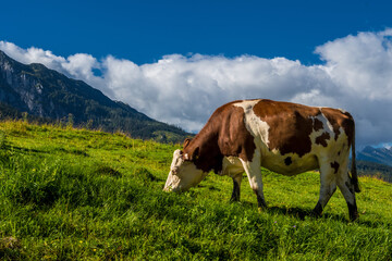 Fototapeta na wymiar Cows On Alpine Pasture In The Alps Of Austria