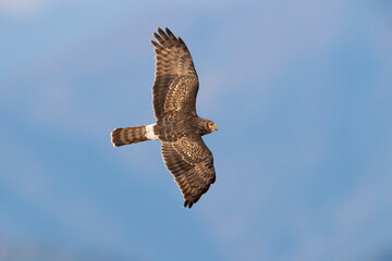 Blauwe Kiekendief; Hen Harrier; Circus cyaneus
