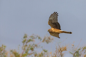 Blauwe Kiekendief; Hen Harrier; Circus cyaneus