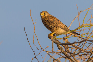 Alexander Torenvalk; Alexander's Kestrel; Falco alexandri