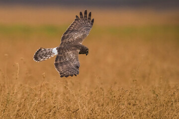 Blauwe Kiekendief; Hen Harrier; Circus cyaneus