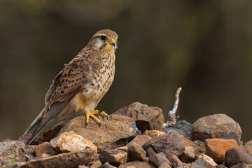 Alexander Torenvalk; Alexander's Kestrel; Falco alexandri