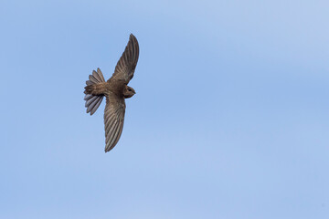 Kaapverdische Gierzwaluw; Cape Verde Swift; Alexander's Swift, Apus alexandri