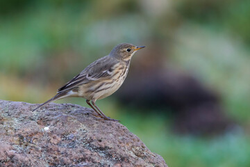 Amerikaanse Waterpieper, American Buff-bellied Pipit , Anthus rubescens rubescens