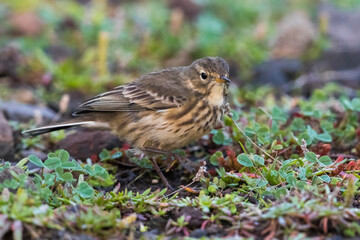 Amerikaanse Waterpieper; American Buff-bellied Pipit; Anthus rubescens rubescens