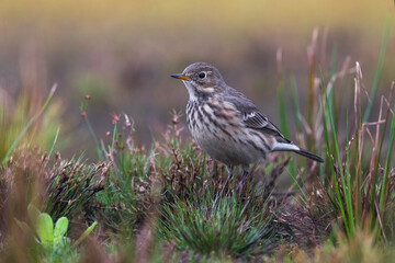 Amerikaanse Waterpieper, American Buff-bellied Pipit , Anthus rubescens rubescens