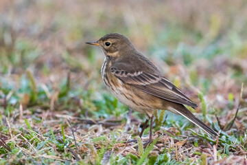 Amerikaanse Waterpieper; American Buff-bellied Pipit; Anthus rubescens rubescens